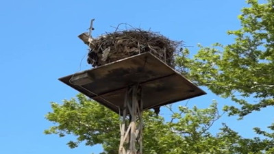 20 yıllık sadık dost leylek mahalle sakini olarak sayılıyor