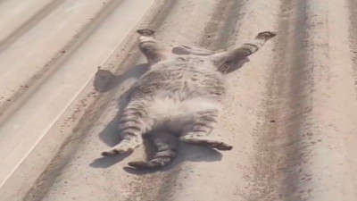 Evden kaçan kedisini çatıda güneşlenirken buldu