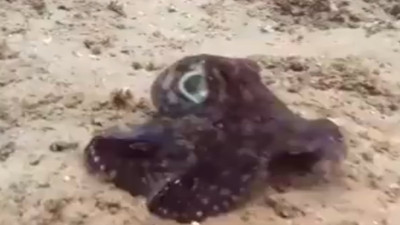 Ahtapotun kamuflaj tekniği görenleri büyüledi