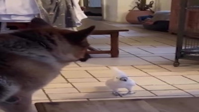 Havlayan papağanı gören köpek neye uğradığını şaşırdı