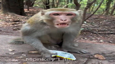 Maymunun insanı taklit etmesi güldürdü