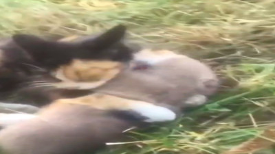 Kediyle farenin sıra dışı dostluğu dikkat çekti