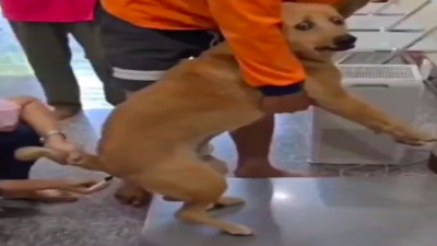 Ateşi ölçülen köpeğin korku dolu bakışları gündem oldu