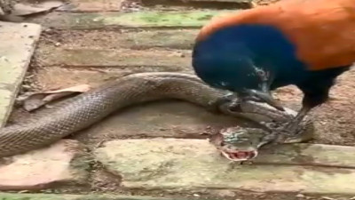 Kral kobra avlamak istediği kuşa yem oldu