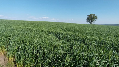 İYİ Partili Başkandan 'buğday' açıklaması: Üretimi de üreticiyi de bitirir