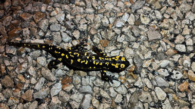 Türk semenderi görüldü