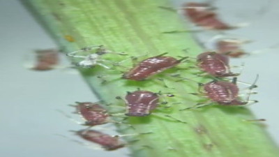 Yeşilliklerin mikroskop altındaki incelemeleri sizi sarsacak. Aman dikkat