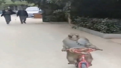 Bisiklet çalan maymun izleyenleri güldürdü