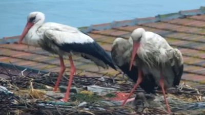 Yaren leylek ile eşi Nazlı'nın dört yavrusu oldu
