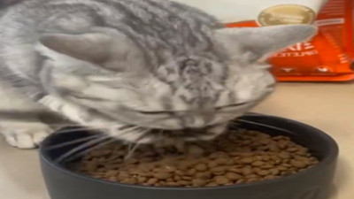 Obur kedinin mama yeme tarzı güldürdü