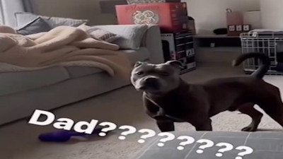 Sahiplerini bulamayan köpeklerin şaşkınlıkları güldürdü