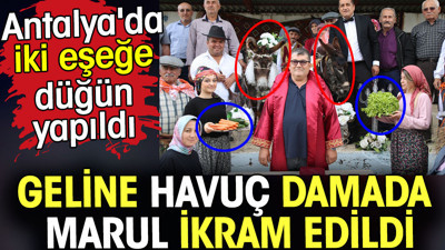 Antalya'da iki eşeğe düğün yapıldı. Geline havuç damada marul ikram edildi