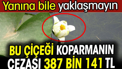 Bu çiçeği koparmanın cezası 387 bin 141 TL. Yanına bile yaklaşmayın
