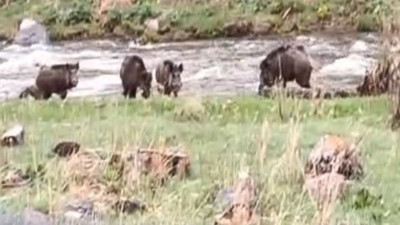 Domuzların dere keyfi