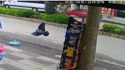 Karga cips çaldı olanlar oldu