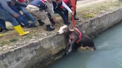 HES kanalına düşen dana kurtarıldı