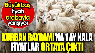 Kurban Bayramı'na 1 ay kala fiyatlar ortaya çıktı. Büyükbaş fiyatı arabayla yarışıyor