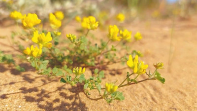 Endemik bitki Adana’da görüntülendi