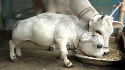 50 cm boyundaki dünyanın en küçük ineği Rani