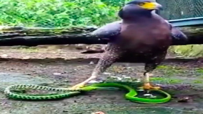 Kendisine saldıran yılanı tek hamleyle etkisiz hale getirdi