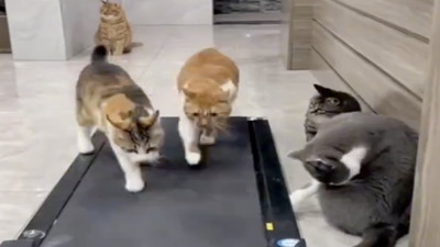 Koşu bandını kullanmak için birbirleriyle yarışan kediler