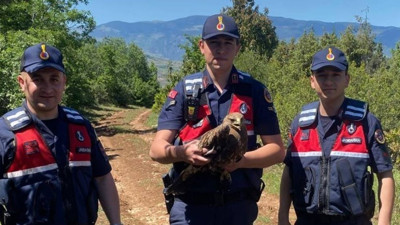 Amasya’da yaralı şahinin yardımına jandarmalar yetişti