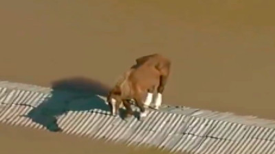 Sel felaketinden etkilenen at çatıda mahsur kaldı