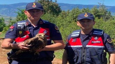 Yaralı şahinin yardımına jandarma yetişti