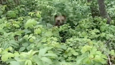 Ceylan sandı seslendi ayı çıkınca korkudan bastı küfrü