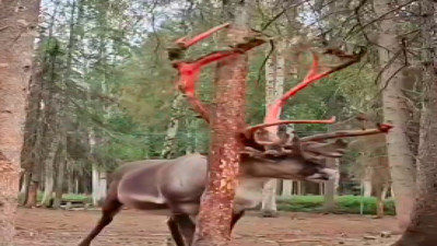 Çiftleşme dönemine hazırlanan geyik boynuzlarındaki deriyi soydu
