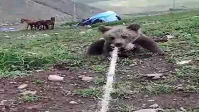 Kuyuya düşen yavru ayıyı halat yardımıyla kurtarıldı