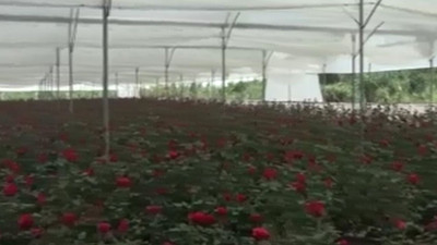 Tarlada tanesi 3, dükkanda 30, internette 50 TL'den satılıyor. Her dönüm 8 bin adet ürün veriyor