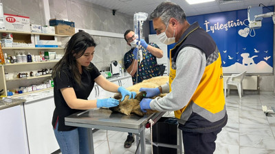 Ambulansın Çarptığı Sokak Köpeği İçin Vatandaşlar Seferber Oldu