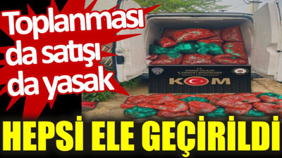 Toplanması da satışı da yasak: Hepsi ele geçirildi