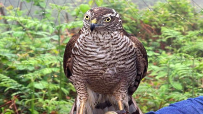 Rizelilerin geleneksel sevdası: Atmaca yakalamak