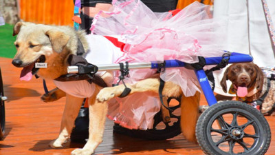 Engelli hayvanların defilesi renkli sahnelere ev sahipliği yaptı