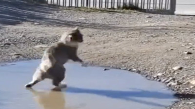 Buz üstünde yürümeye çalışan kedinin komik halleri