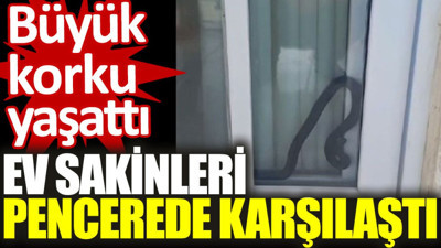 Ev sakinleri pencerede karşılaştı: Büyük korku yaşattı