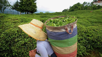 Yaş çay alım fiyatı açıklandı (12 Mayıs 2024)