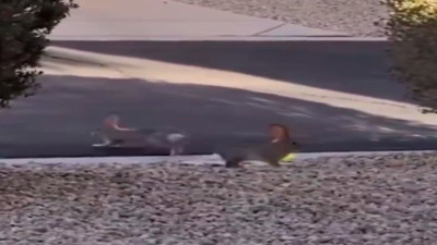 Minik tavşanların oyunu sosyal medyada viral oldu