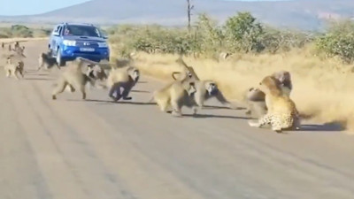 Babun sürüsüne saldıran leopar arkasına bakmadan kaçtı