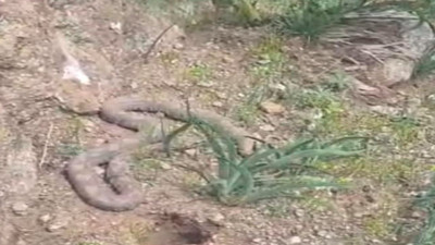 Pancar toplamaya giderken çıngıraklı yılanla karşılaştı