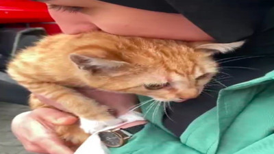 Ağaçta mahsur kalan kedi kurtarıldı (12 Mayıs 2024)