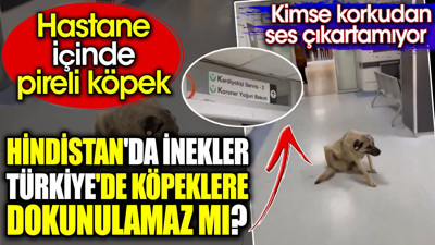 Hindistan'da inekler Türkiye'de köpeklere dokunulamaz mı? Hastane içinde pireli köpek