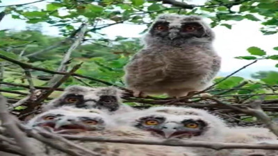 Ağaçta yuva yapan baykuş ailesi görüntülendi