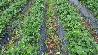 Batman’da dolu yağışı çilek bahçelerini vurdu