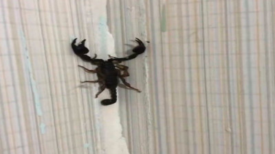 Evinde akreplerle yaşayan kız sosyal medyada viral oldu