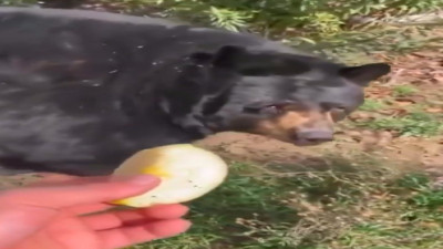 Korkusuz adam ayıya elleriyle meyve yedirdi