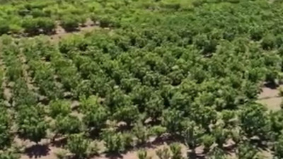 Türkler tadına bile bakamıyor Araplar hapur hupur yiyor. İlk hasadı yapıldı