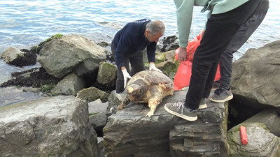Avcılar sahilinde ölü caretta caretta bulundu